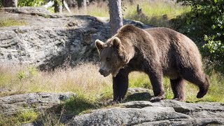 10 Wild Animals in Portugal [upl. by Yenhoj]