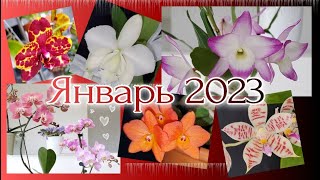 Орхидеи Цветение Января 2023 [upl. by Aisanahta7]