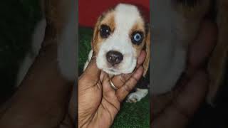 Beagle Puppy Availabe  For More Updates COntact With Biplab Da  79804 55759 [upl. by Anrahs]