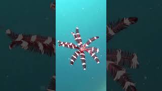 Crinoid  Snorkeling  Feather stars  Waigeo  Raja Ampat  Indonesia [upl. by Eimarrej]