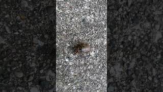 My Dog vs The Mysterious Sidewalk Bug 🐶🪲 [upl. by Kailey583]