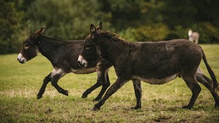 How to think like a donkey  how donkeys hear see smell and think  The Donkey Sanctuary Webinars [upl. by Dlareg610]