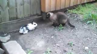 Siamese Cat Attack Buster The Bunny [upl. by Haldis]