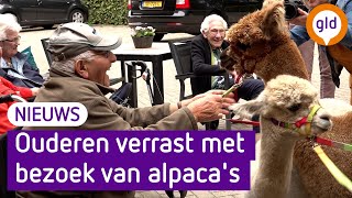 Ouderen knuffelen en wandelen met alpacas Het is echt prachtig [upl. by Llywellyn]