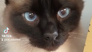 Chocolate Point Balinese Cat [upl. by Laurel]