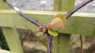 The first fuzzy Kiwi Jenny foliage and so much more up against my trellis [upl. by Autum301]