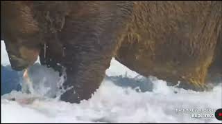 20240902 32 Chunks bowlful of jelly exploreorg [upl. by Ravilob]