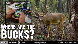 How To Target Bucks With Trail Cameras [upl. by Adnaluy]