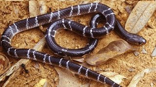 रात मे ही बाहर निकलता है ये जहरीला साप  Hindi करैत Marathi मण्यार English Common krait snake [upl. by Althee]