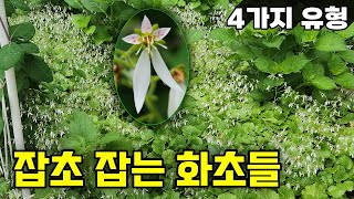 잡초를 잡는 4가지 유형의 화초들  지피식물 중 최고는 잎이 발달한 다년생 화초들  강원도 정원 [upl. by Winton375]