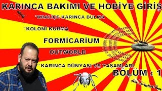 karınca kolonisi oluşturma  hobiye giriş  kraliçe ve koloni bakım evreleri 1 [upl. by Haldes]