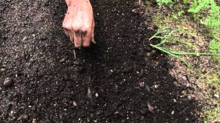 How to sow a seed directly into garden [upl. by Marguerita]