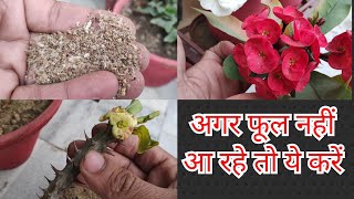 How to care n propagate euphorbia mili plant crown of thorns plant care😊👍 [upl. by Ibbed]