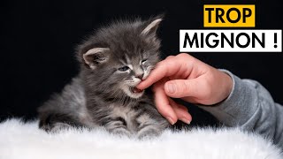 Les Meilleures VIDÉOS de CHATONS MIGNONS Qui JOUENT 😺 TROP CHOU [upl. by Elleon]