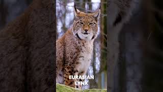 Eurasian Lynx [upl. by Yddor791]