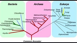 Common Ancestry Pt 6 [upl. by Comethuauc883]