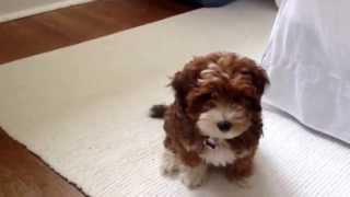 Meet Lil Lucy yorkie poo [upl. by Assirat673]