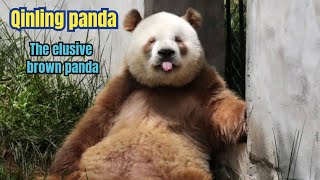 Qinling panda The rare brown panda [upl. by Aynatal]