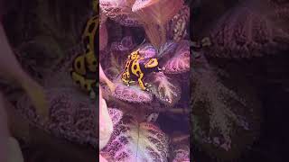 黃帶箭毒蛙Dendrobates LeucomelasTaipei Zoo [upl. by Aschim551]