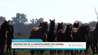 Prevención de la encefalomielitis equina El Senasa informa medidas para prevenir el contagio [upl. by Danielson825]