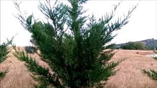 HOW TO STOP CANKER CONIFER DIEBACK ON LEIGHTONS GREEN [upl. by Kristi]