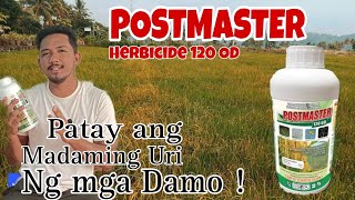 Bagong Pamatay Damo na Postmaster 120 OD  Kayang Patayin ang Siyam na ibat ibang Damo sa Palayan [upl. by Velma]