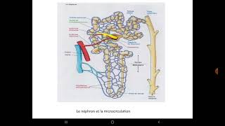 UE3 Histologie Renaleبالعربية  1 Histologie de l’Appareil Urinaire Partie 3 [upl. by Anwad688]