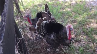 Turkey Sounds Funny Turkey Gobble Gobble [upl. by Nek]