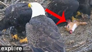 Bald Eagle Chicks Devour Baby Deer  warning graphic [upl. by Itsuj]