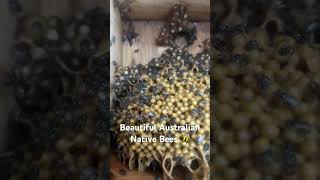 With a few slightly colder days our bees are building the involucrum again bees stinglessbees [upl. by Aniara]