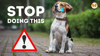 5 Things You Must Never Do to Your Beagle Avoid These Actions [upl. by Ynnoj]