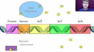 Gene Regulation [upl. by Etsirhc]