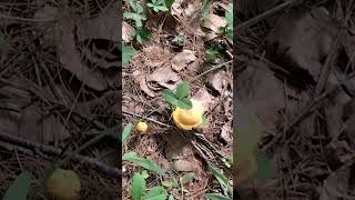 First Chanterelles of the year [upl. by Renata]