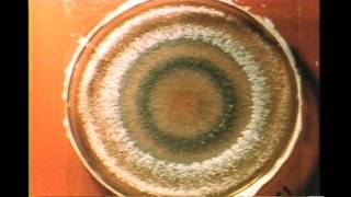 70 Trichoderma Growth Rings [upl. by Lust]