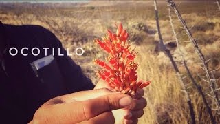 Desert Survival Food Ocotillo Tea [upl. by Ahrens279]