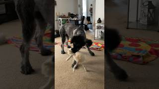 Giant Schnauzer Puppy Play [upl. by Leima]