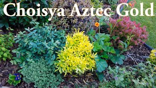 Choisya Aztec Gold Choisya X dewitteana Aztec Gold shrub Mexican Orange Blossom evergreen [upl. by Stimson]