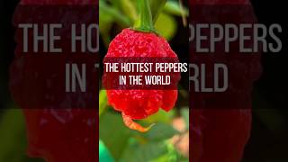 The Hottest Peppers In The World [upl. by Osyth]