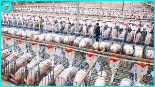 Breeding Millions of Modern Pigs  Automatic Pig Farm Management System [upl. by Essirehc]