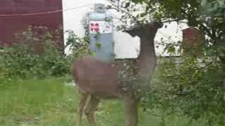 Ontario Whitetail Deer  Rainy River Spike Buck Harris Hill Resort [upl. by Judson217]