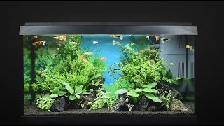 Juwel Aquarium Primo 60  60l Einrichtungsbeispiel  Tutorial [upl. by Wenz]