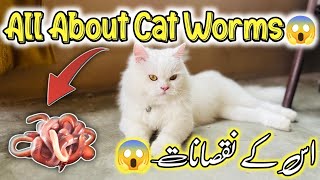 All About Cat Worms 🪱Everything You Need to Know About Worms in Cats  Symptoms of Cat Worms [upl. by Adnael]