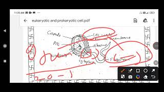 Eukaryotic cell VS prokaryotic cell  structure of prokaryotic cell  B Pharm  3 sem microbiology [upl. by Nosnirb]