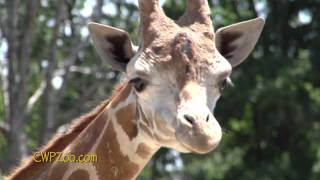 2 Minute Tour of Catoctin Wildlife Preserve and Zoo Thurmont MD [upl. by Turnheim]