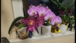 July Orchids in bloom and quick update [upl. by Camden]