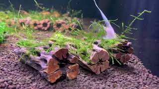 Java moss on cholla wood [upl. by Olmstead]