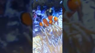 Marine fish 🌊😍 all clownfish are born male clownfish sea oceanworld fish coral [upl. by Llenrac]