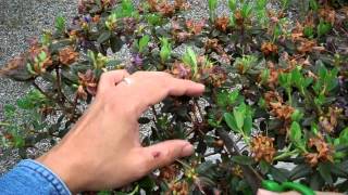 Rhododendron Ramapo Bonsai Preparation Part I Pruningmp4 [upl. by Yhtomit929]