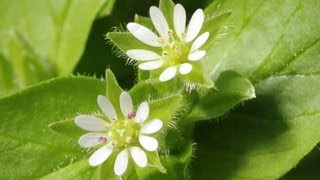 Chickweed  How To Identify This Tasty Wild Food  Stellaria media [upl. by Iraam]