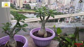 Dhaka City Rooftop Garden Metrorail [upl. by Nosecyrb396]